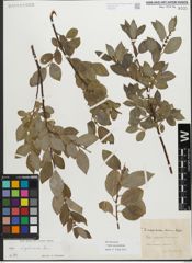 Foto von Salix myrsinifolia Salisb.